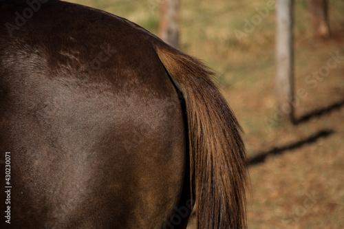 portrait of a horse