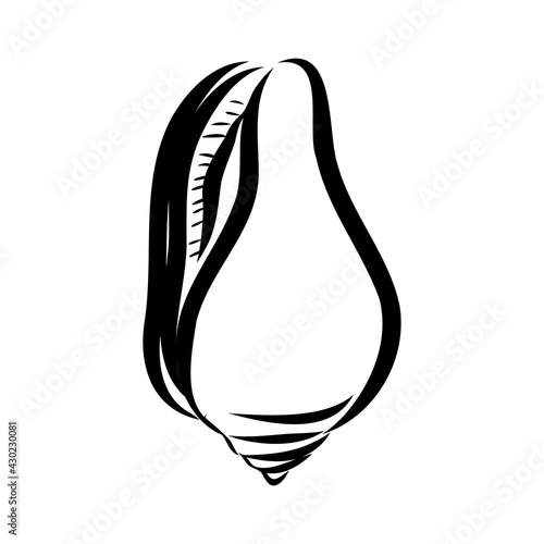 Hand drawn set of various seashell. clam shell, vector sketch