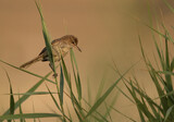 Clamorous Reed Warbler on reed, Bahrain