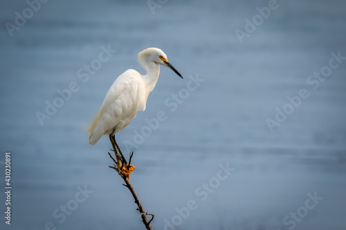 Snowy Egret (Egretta thula) perched on branch over water
