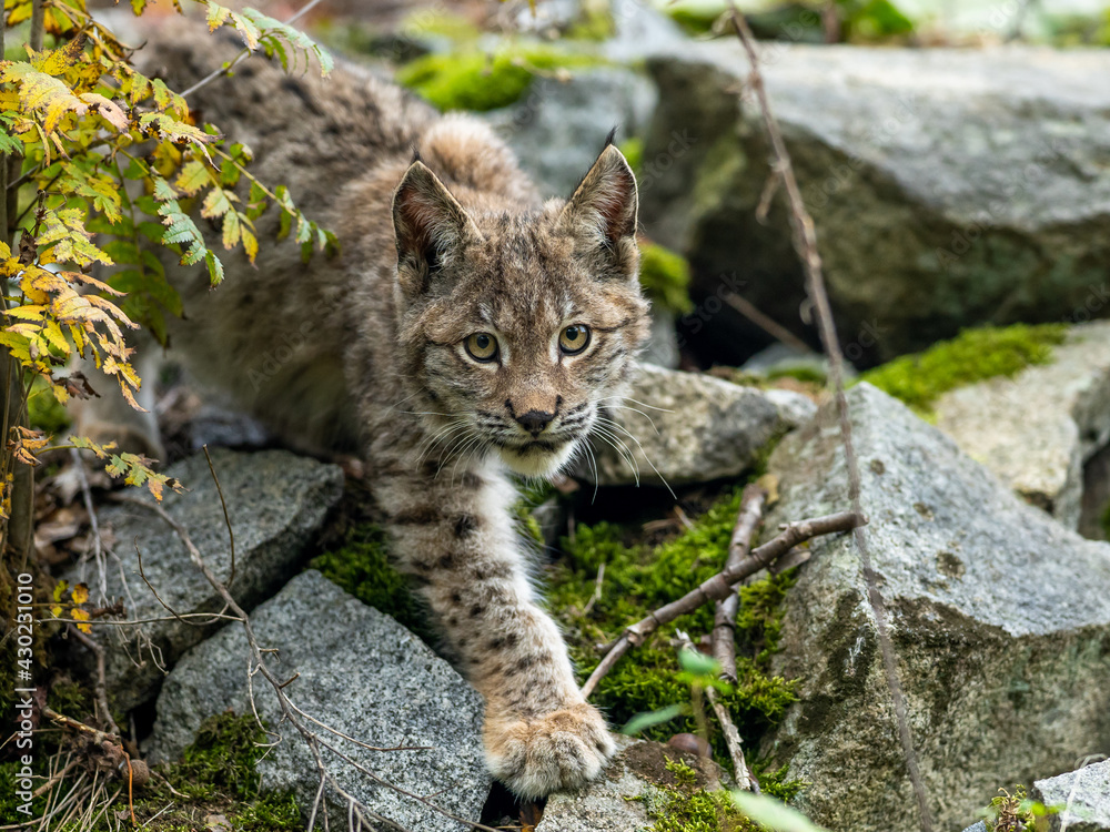 Lynx in green forest with tree trunk. Wildlife scene from nature. Playing Eurasian lynx, animal behaviour in habitat. Wild cat from Germany. Wild Bobcat between the trees Lynx in green forest with tree trunk. Wildlife scene from nature. Playing Eurasian lynx, animal behaviour in habitat. Wild cat from Germany. Wild Bobcat between the trees
