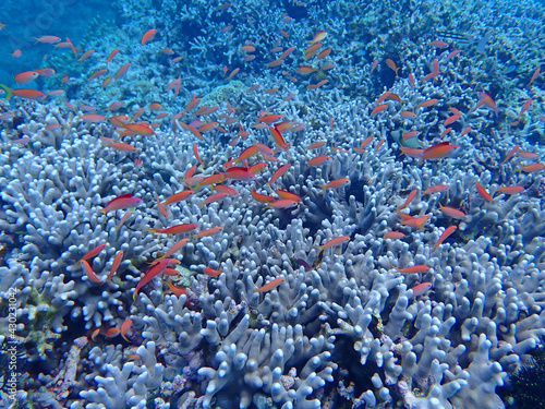 珊瑚と熱帯魚たち 沖縄・石垣島 