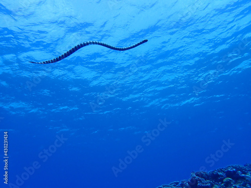沖縄の海を泳ぐイイジマウミヘビ 