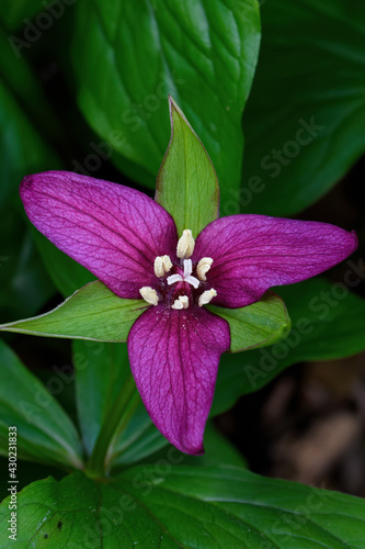 Bright red Trillium blooming in the early spring.
 photo