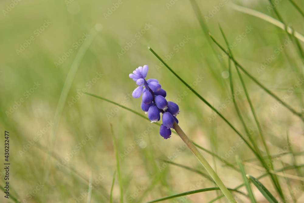 Grape Hyacinth