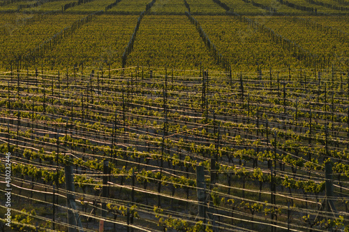 viñedo para producir uvas de vino