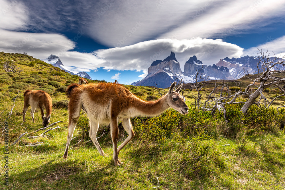 Lama in Torres del Paine National Park, Chile, South America. - obrazy, fototapety, plakaty 