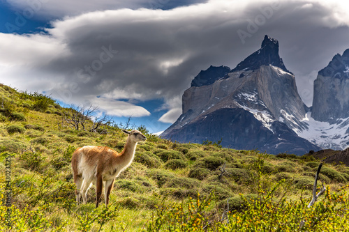 Lama in Torres del Paine National Park  Chile  South America.