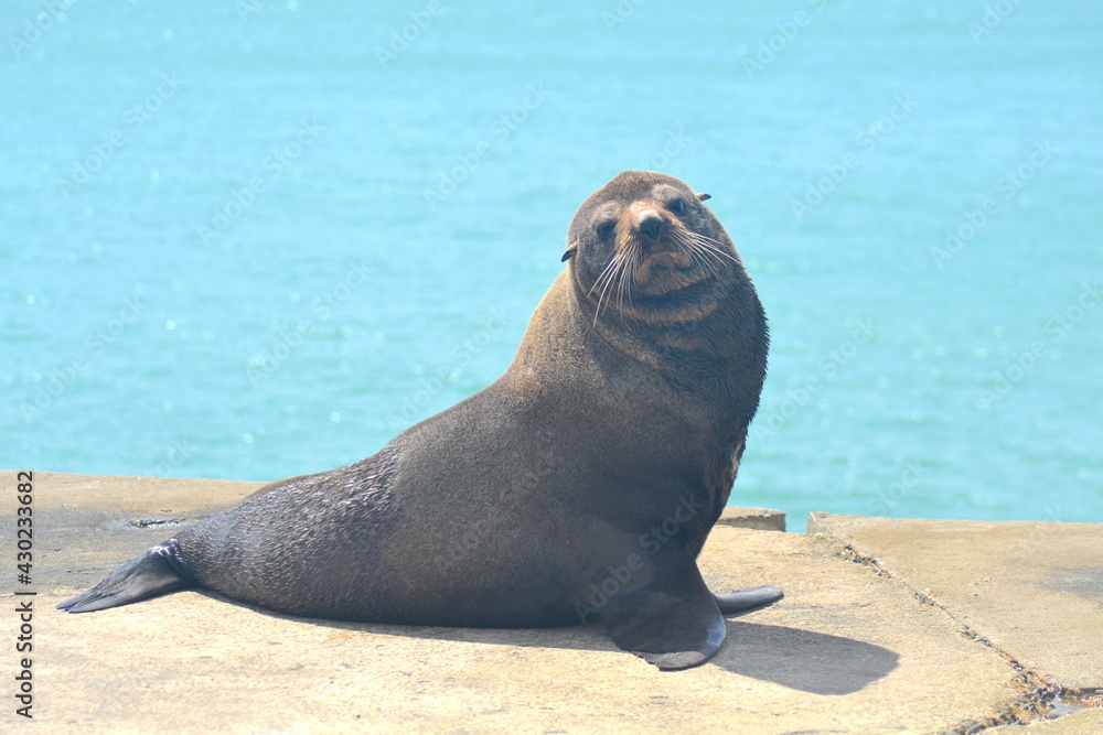 Fototapeta premium Seal