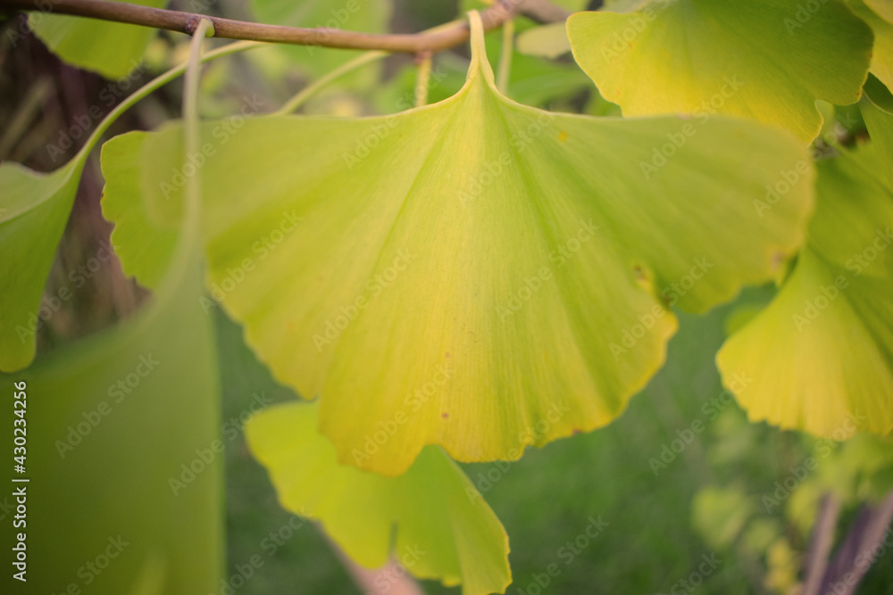 hoja amarilla gingo vilova arbol otoño follaje hoja amarilla gingo vilova arbol otoño follaje