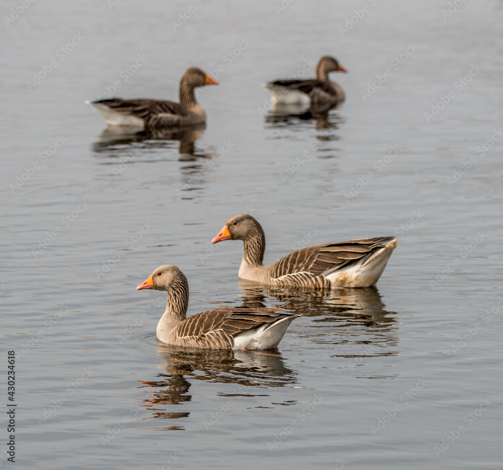 Fototapeta premium Greylag Geese on a lake