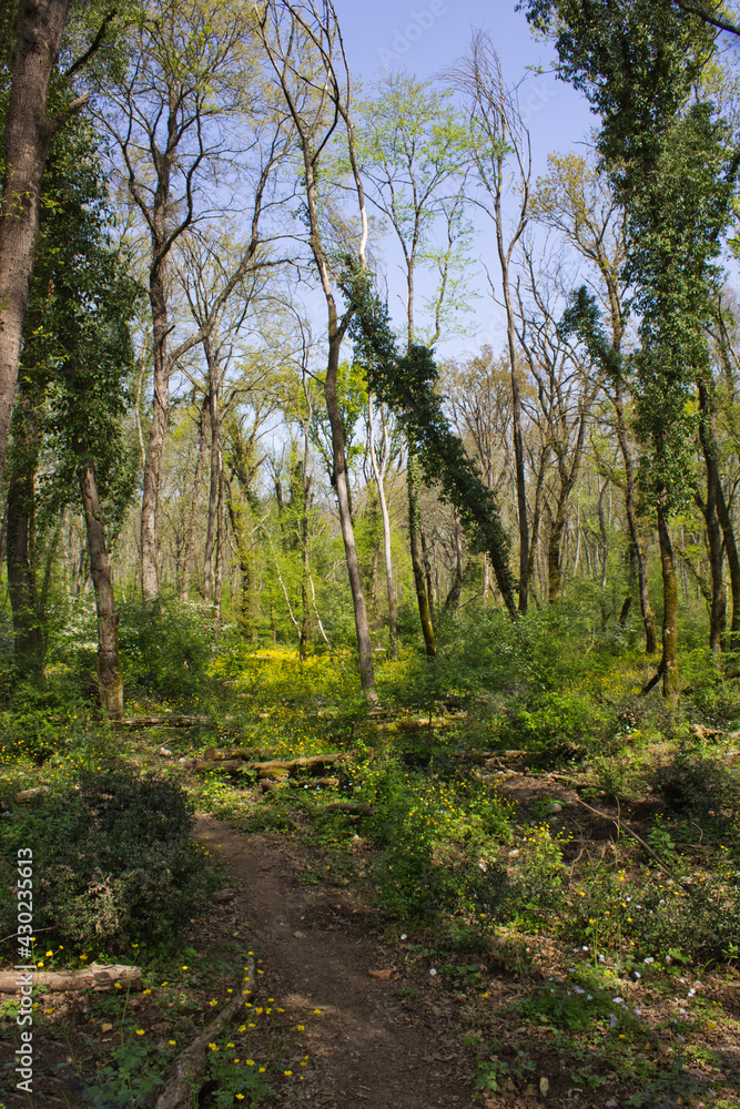Bosco del Barco Bosco del Barco