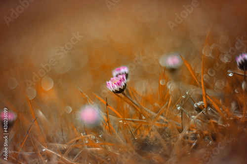 Stokrotki. Kwiaty polne. Wiosenne stokrotki. Świeże kwiaty. Tło kwiatowe. © anettastar