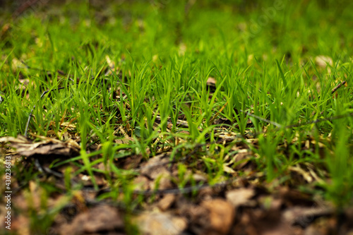 Young, new, green, beautiful grass in the forest. © Richir