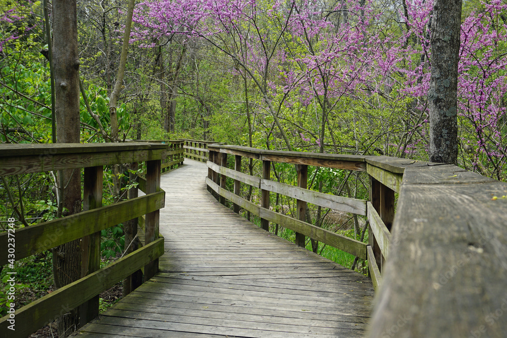 Obraz premium Hayden Falls Park at Griggs Nature Preserve