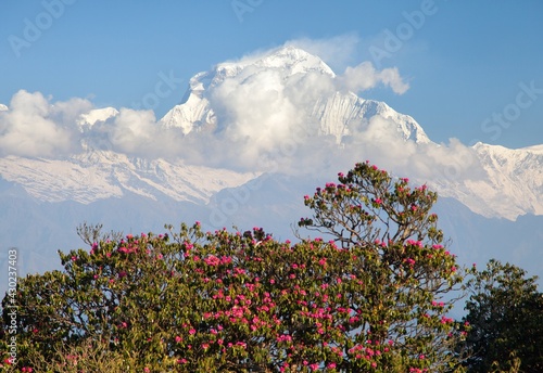 Mount Dhaulagiri and red rhododendron Nepal Himalayas photo