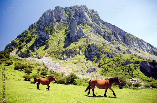 Horses grazing in the Gorbeia Natural Park under Mount Aizkorrigan. Basque Country. Spain
