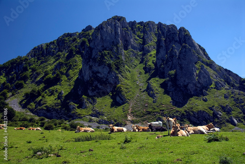 Cows grazing in the Gorbeia Natural Park under Mount Aizkorrigan. Basque Country. Spain photo