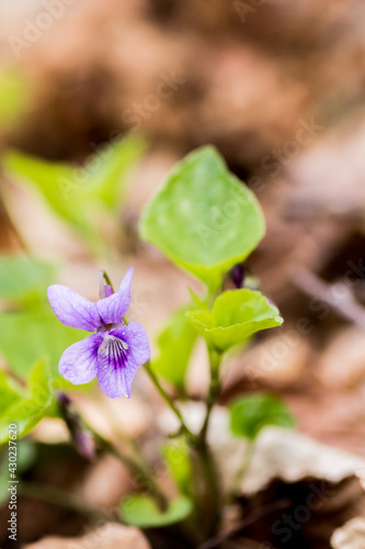 Viola reichenbachiana warmed by the rays of the sun