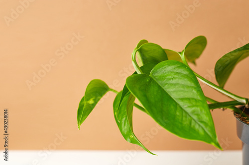 Botanical background. Small houseplant in pot on beige white background. Greenery inspiration. Copy space