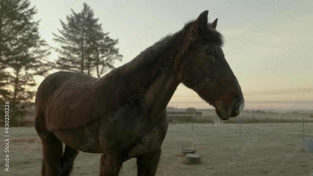 horse horse