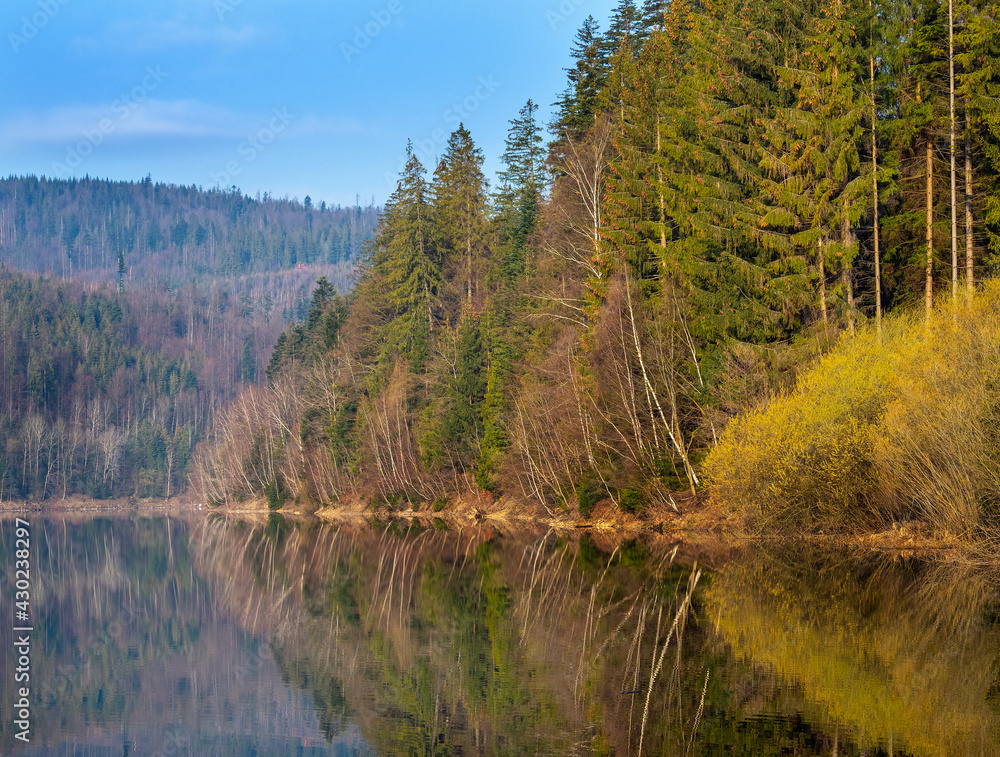 Forest on the shore of Lake Czernianskie, Beskidy Mountains, Poland,