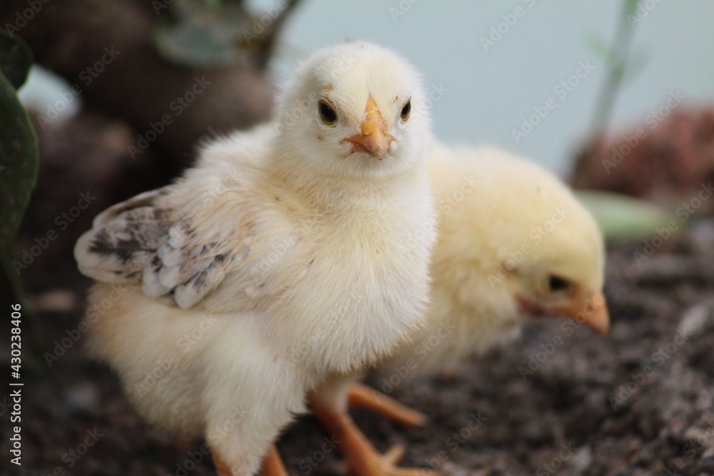 cute little chicken babies searching food along with mother