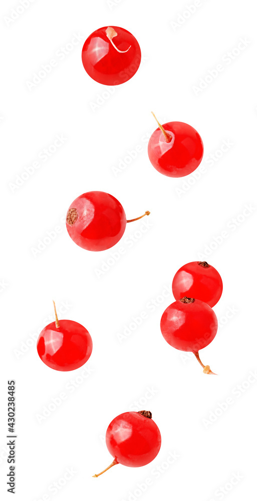 Flying raw organic cranberry berries on white background Flying raw organic cranberry berries on white background