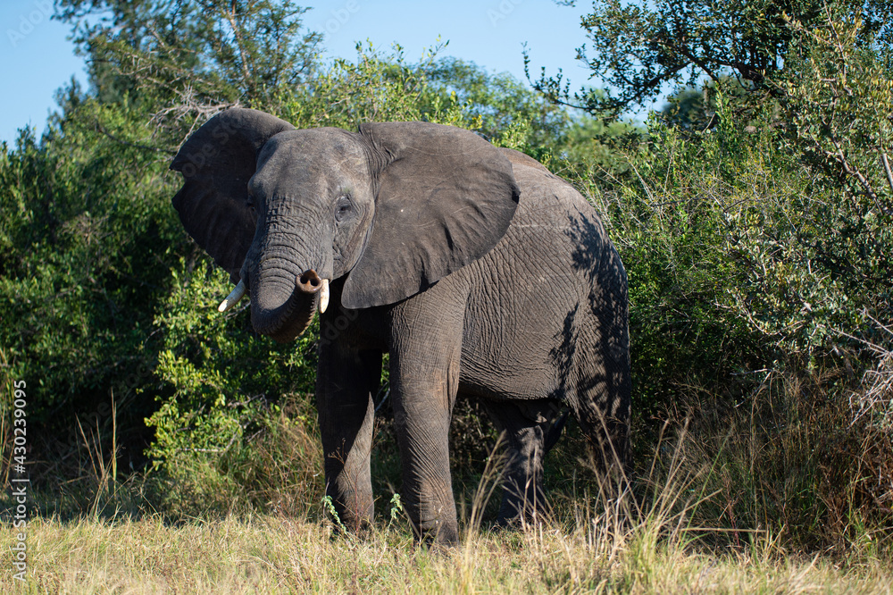 Obraz premium African elephant seen on a safari in South Africa