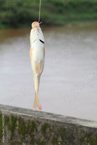 common carp fish caught using fishing hook and line