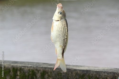 common carp fish caught using fishing hook and line