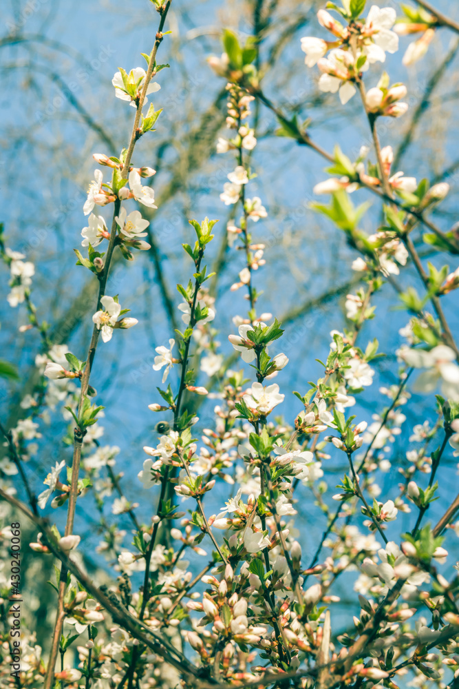 The branches of a blossoming tree. Cherry tree in white flowers in sunny day. Blurring background.