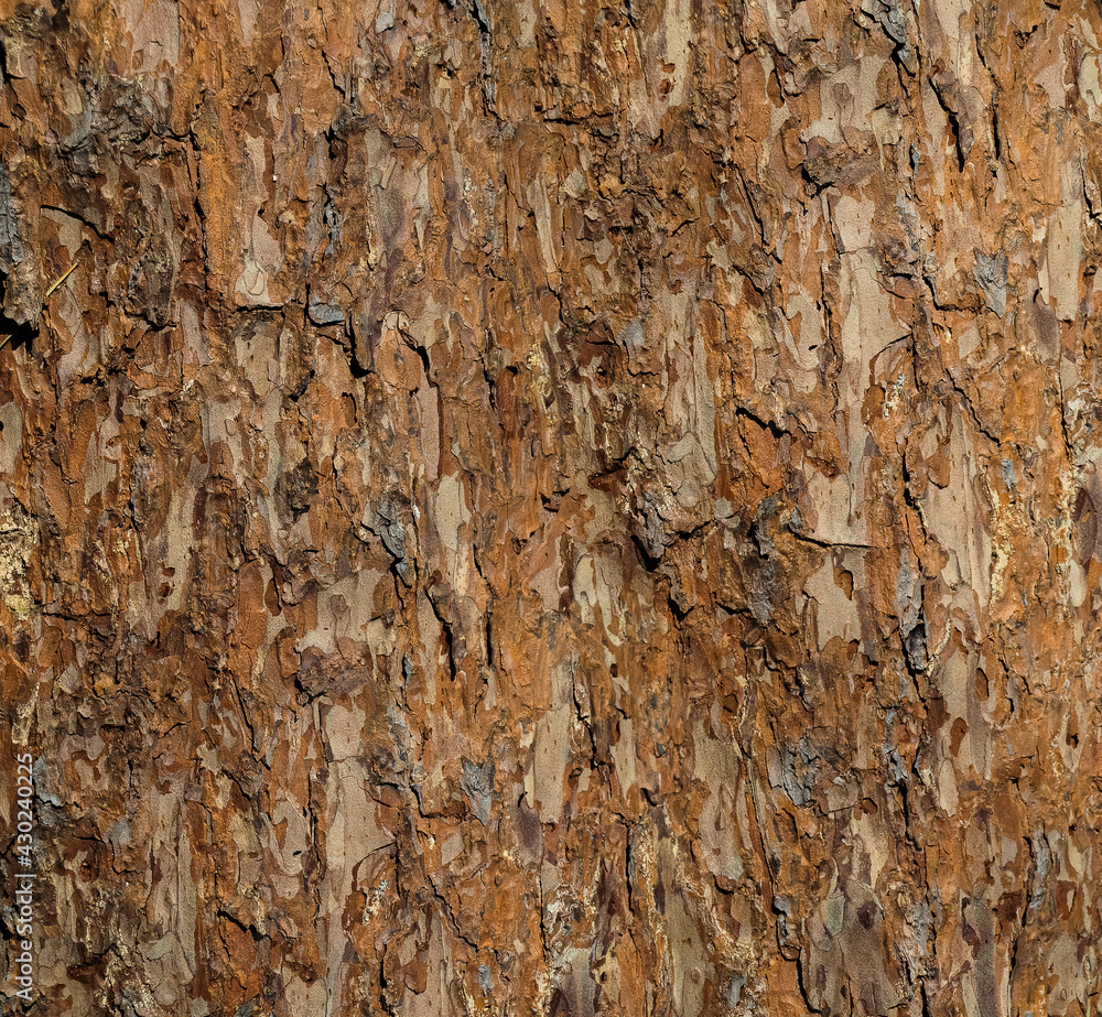 Pine bark Pine bark