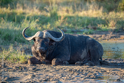 Cape Buffalo bull seen on a safari in South Africa