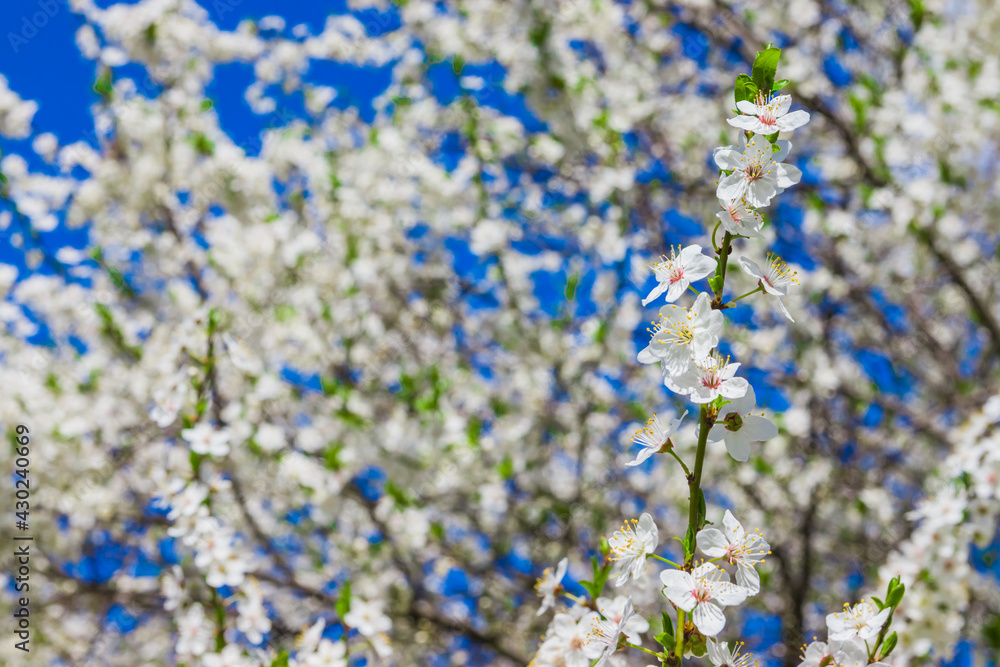 Spring white cherry blossom with soft focus. Spring cherry blossoms on blue background for postcard or banner. Beautiful floral spring abstract background of nature Spring white cherry blossom with soft focus. Spring cherry blossoms on blue background for postcard or banner. Beautiful floral spring abstract background of nature