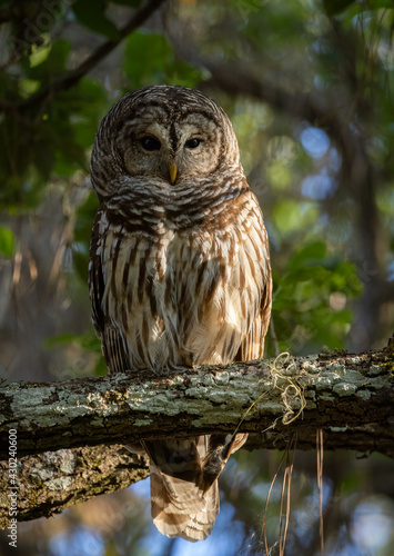 Barred Owl in a Mossy Tree Setting in Florida 