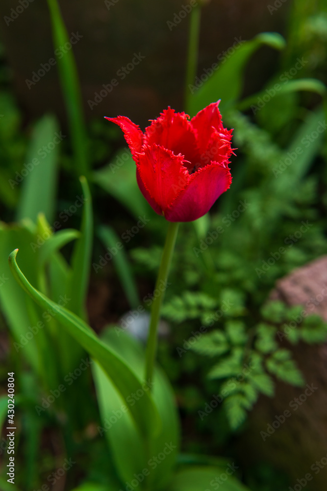 Beautiful red tulip in the natural habitat