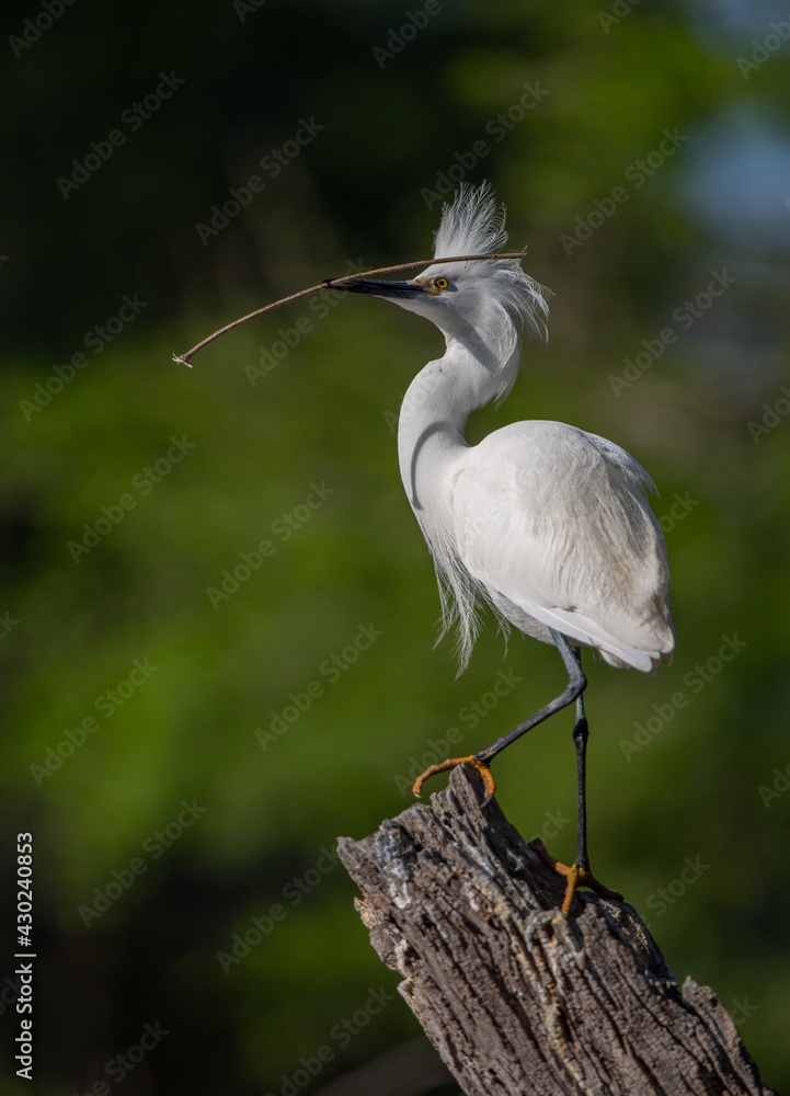 Obraz premium Snowy Egret in Florida 