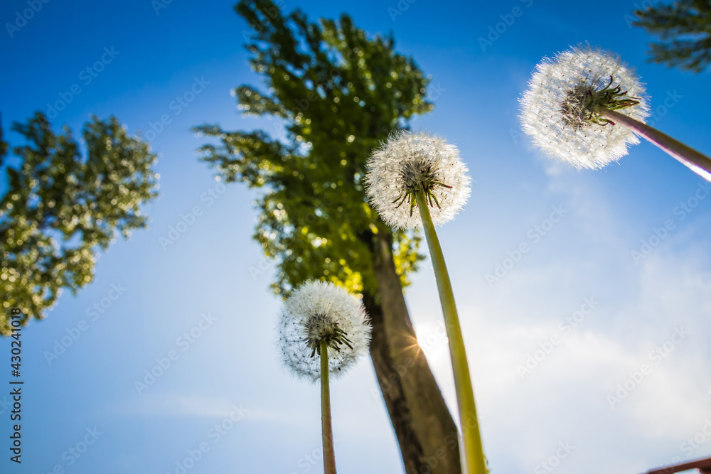 Obraz premium Dandelions on the background of the sky. View from the bottom up. The sun shines brightly. Green trees. Spring.