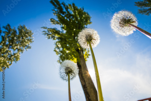 Dandelions on the background of the sky. View from the bottom up. The sun shines brightly. Green trees. Spring.