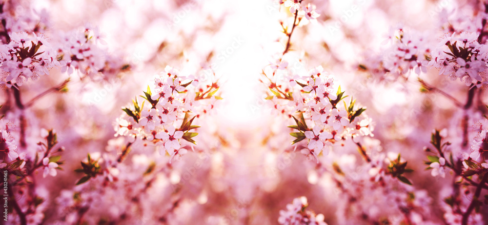 Spring banner.
Branches of blossoming cherry on sunny background.
Pink flowers panorama.