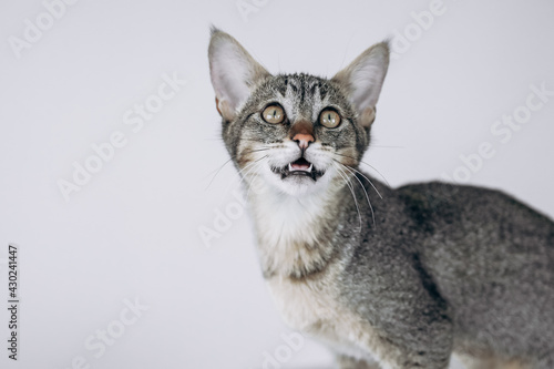 Funny Abyssinian wild kitten looking to the side isolated on white. Image has space for text. © Anastasiia