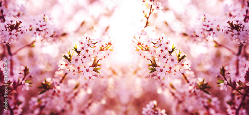 Spring banner. Branches of blossoming cherry on sunny background. Pink flowers panorama.