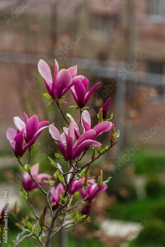 Blooming magnolia tree in the garden  Vanadzor