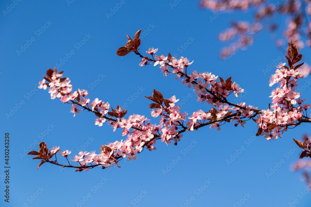 Spring signs as flowering beautiful tree in bright sun shooted in Jastrzebie-Zdroj, Poland Spring signs as flowering beautiful tree in bright sun shooted in Jastrzebie-Zdroj, Poland