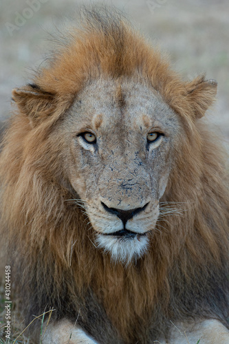 Large male lion seen on a safari in South Africa
