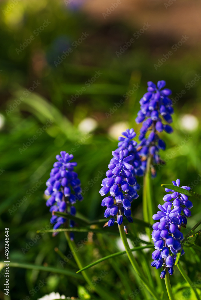 Muscari flowers bloomed in the morning rays Muscari flowers bloomed in the morning rays