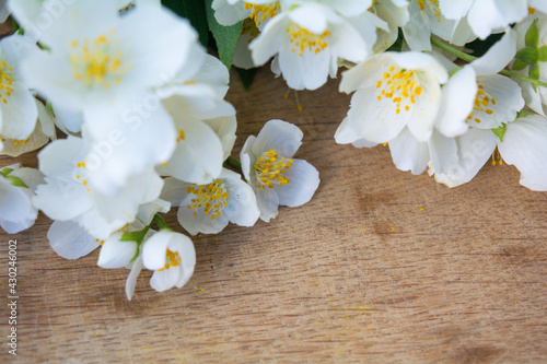 White jasmine flowers  traditional green tea ingredient  aromatherapy flavor