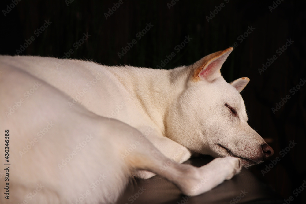 昼寝をする白い柴犬