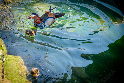 One adult male mandarin duck with ducklings. Aix galericulata. Swimming in lake Geneva, Switzerland. © Cherry